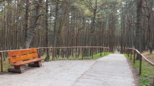 Танцующий лес Куршская коса