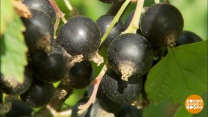 На вкус и цвет смородина разная! Доброе утро. Фрагмент выпуска от 14.07.2023