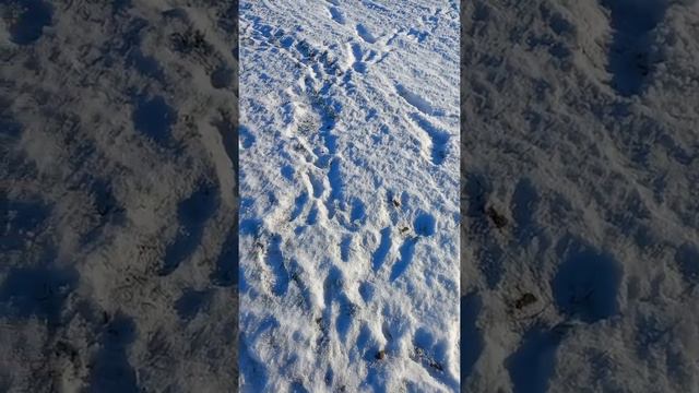Заячьи следы кругом . Смотреть всем.