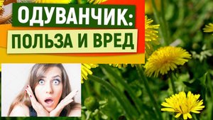Одуванчик как лекарственное растение/Одуванчик рецепты приготовления