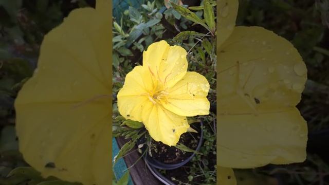 Энотера миссурийская (Oenothera missouriensis)