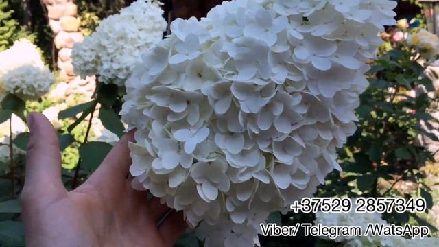 Обзор метельчатой гортензии Magical Moonlight (Мэджикал Мунлайт). Беларусь смотреть онлайн