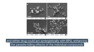 Artemisinin derivatives can kill Theileria annulata infested cow cells by damaging DNA