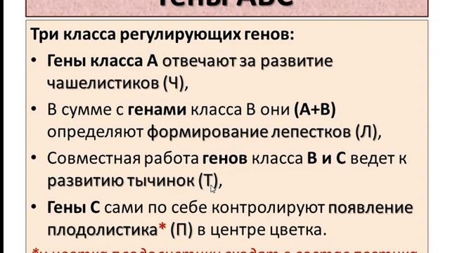 Глоксиния не раскрывает бутоны. Ч.2. Генетика и махровость цветка. смотреть онлайн