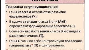 Глоксиния не раскрывает бутоны. Ч.2. Генетика и махровость цветка.