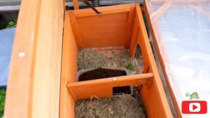 ?СПЯЧКА СУХОПУТНЫХ ЧЕРЕПАХ БРУМАЦИЯ
