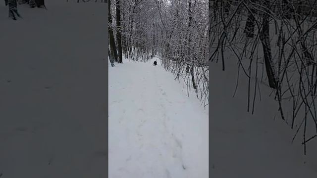 Алиментный щенок и его отец, Gently Born Zenith and Rokki смотреть онлайн