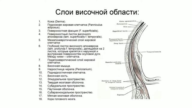 топография черепа.