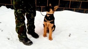 Щенок Восточно европейской овчарки Амур 2 месяца учим команду ГОЛОС 3 часть