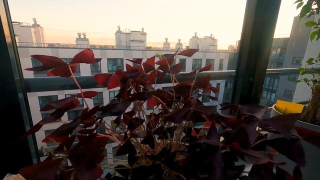 Oxalis triangularis papilionacea morning | Пробуждение смотреть онлайн