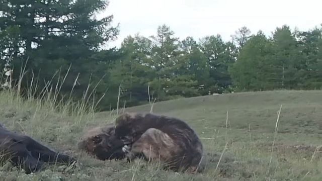 Щенки алабая в п-ке "ТААЖЫДАР" .  + 7 996 231 65 36 Viber, WhatsApp. смотреть онлайн