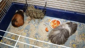 Интересные факты о морских свинках