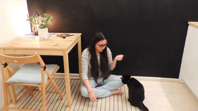 Как научить кота давать лапу за 10 минут. смотреть онлайн