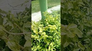 Жимолость японская, почвопокровное растение для больших поверхностей. Ароматна, декоративна!!!