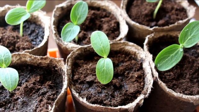 ОГУРЕЦ ПРЕСТИЖ F1 - РАННИЙ, ВЫСОКОУРОЖАЙНЫЙ, УСТОЙЧИВЫЙ К ПЕРЕПАДАМ ТЕМПЕРАТУР ГИБРИД смотреть онлайн