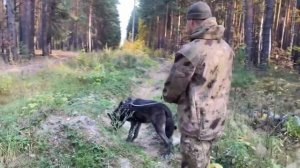 Поход волка в лес!