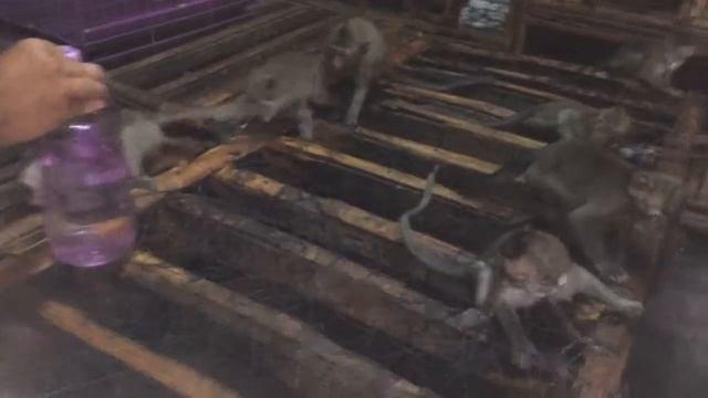 Покупка обезьяны. Бали . смотреть онлайн