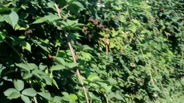 ЕЖЕВИКА. УХОД, РАЗМНОЖЕНИЕ ЕЖЕВИКИ Обзор нашей ежевики Dewberry