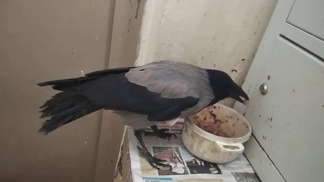 прилетели по обедать  помогайте нашим меньшим братьям кошкам и собакам они нуждаются в вашей помощи