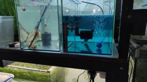 Автоматизирую воду для подмен на разводне.