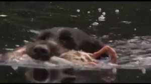 Дрессировка охотничьих собак легавые