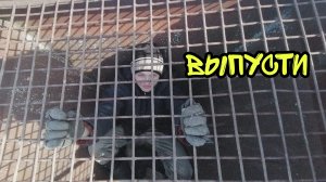 Кто дольше будет выбираться из запертой клетки проиграет. ЧЕЛЕНДЖ.