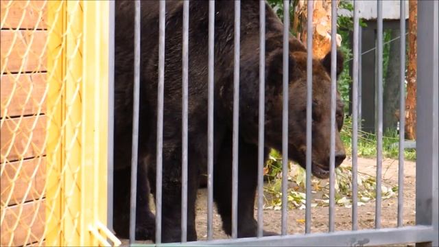 Бурый медведь Лёха любит общение с сотрудниками 13.09.2022 смотреть онлайн