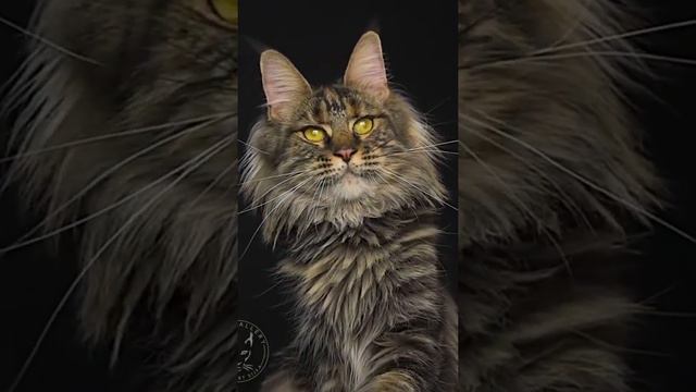 Maine Coon Cat, Big Cat Full video link in Comment bellow!