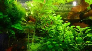 Чарующие аквариумы с живородкой