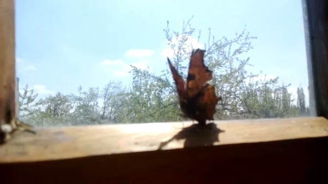 бабочка в окне смотреть онлайн