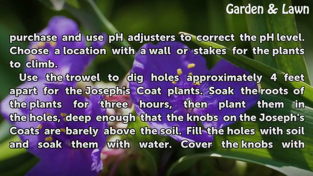 How to Care for a Joseph's Coat Climbing Rose смотреть онлайн