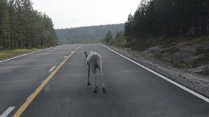 Олени в Норвегии