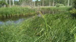 Как поймать дикую утку или бешеная гонка.