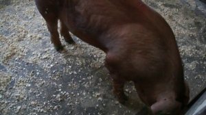 Свиньи ,поросята породы Дюрок,F1,КФХ