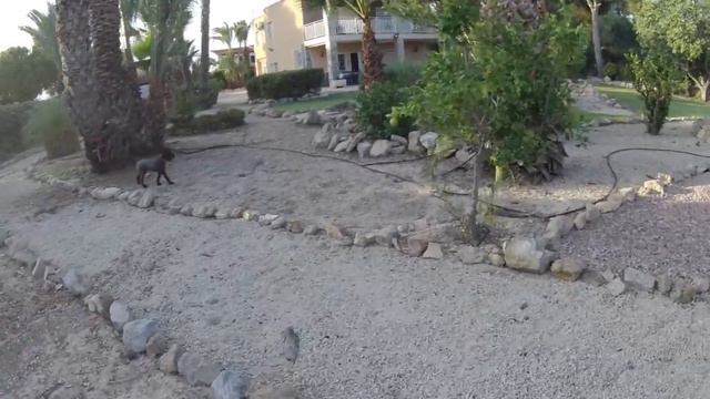 Kerry Blue Terrier Holiday смотреть онлайн