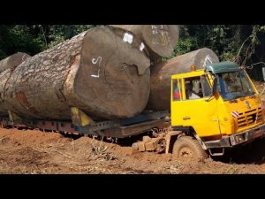 Очень тяжелый лесовоз - тяжелый лесовоз для бездорожья