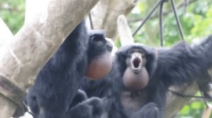 siamang monkey sounds at riverbanks zoo