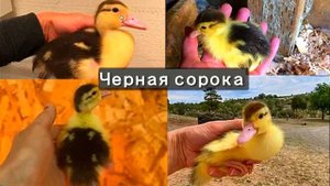 Невероятные окрасы у мускусных уток ЁЩЕ БОЛЬШЕ!! Генетика окрасов. Часть 1 ЛЮБИТЕЛЯМ МУСКУСНЫХ УТОК