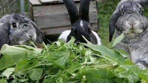 Можно ли кролику щавель