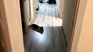 Бросаю коту МИШКЕ мышку и он её ПРИНОСИТ обратно / SANISHOW