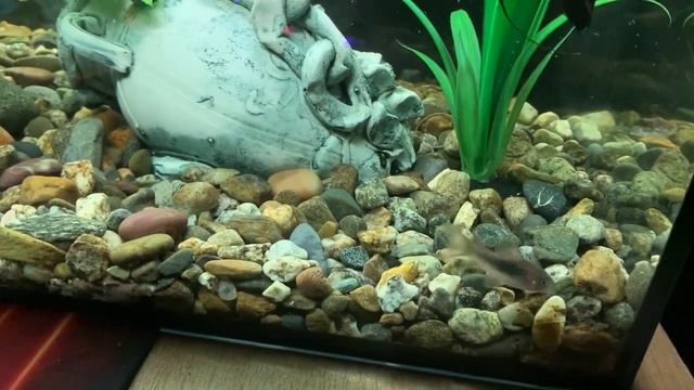 Малёк #скалярии обыкновенной смотреть онлайн