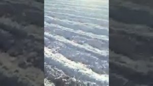 Мотоблок нева обработка междурядий картофеля