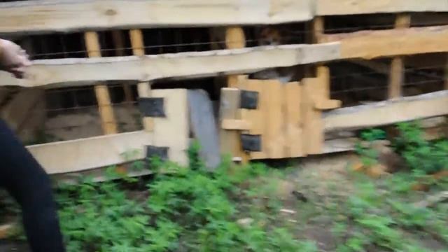 Приют для отловленных животных, на который выделено 1,5 млн рублей. г.Чайковский смотреть онлайн