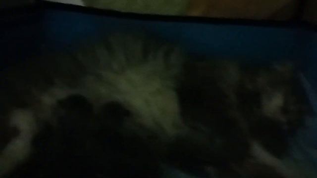 Kittens are fighting for milk 🍼Котята дерутся за молоко смотреть онлайн