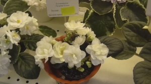 Выставка фиалок в Москве Дом фиалки  02/06/2018