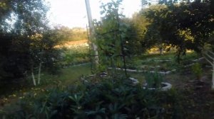 Удаляю  КОЛЮЧУЮ ЕЖЕВИКУ.  18.08.2018г.