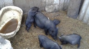 брачные игры весной