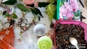 Антуриум Размножение Отростками - Детками. Новичкам!