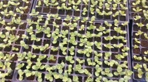 Выращивание арбузов.Состояние рассады на 16.04.19. перед высадкой.