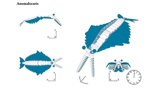 Task 8.2 : Anomalocaris « Work Plan 8. Biomechanical simulation of fishes fins » смотреть онлайн